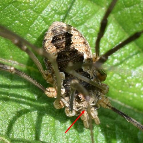 Réf. 313 037 : Phalangium opilio